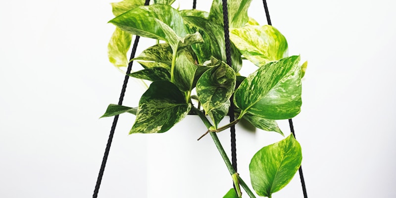 英超足球比赛直播画面，球员在绿茵场上激烈拼抢